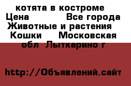котята в костроме › Цена ­ 2 000 - Все города Животные и растения » Кошки   . Московская обл.,Лыткарино г.